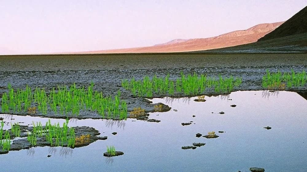 Image of small plants on otherwise bare soil at the edge of a body of water.