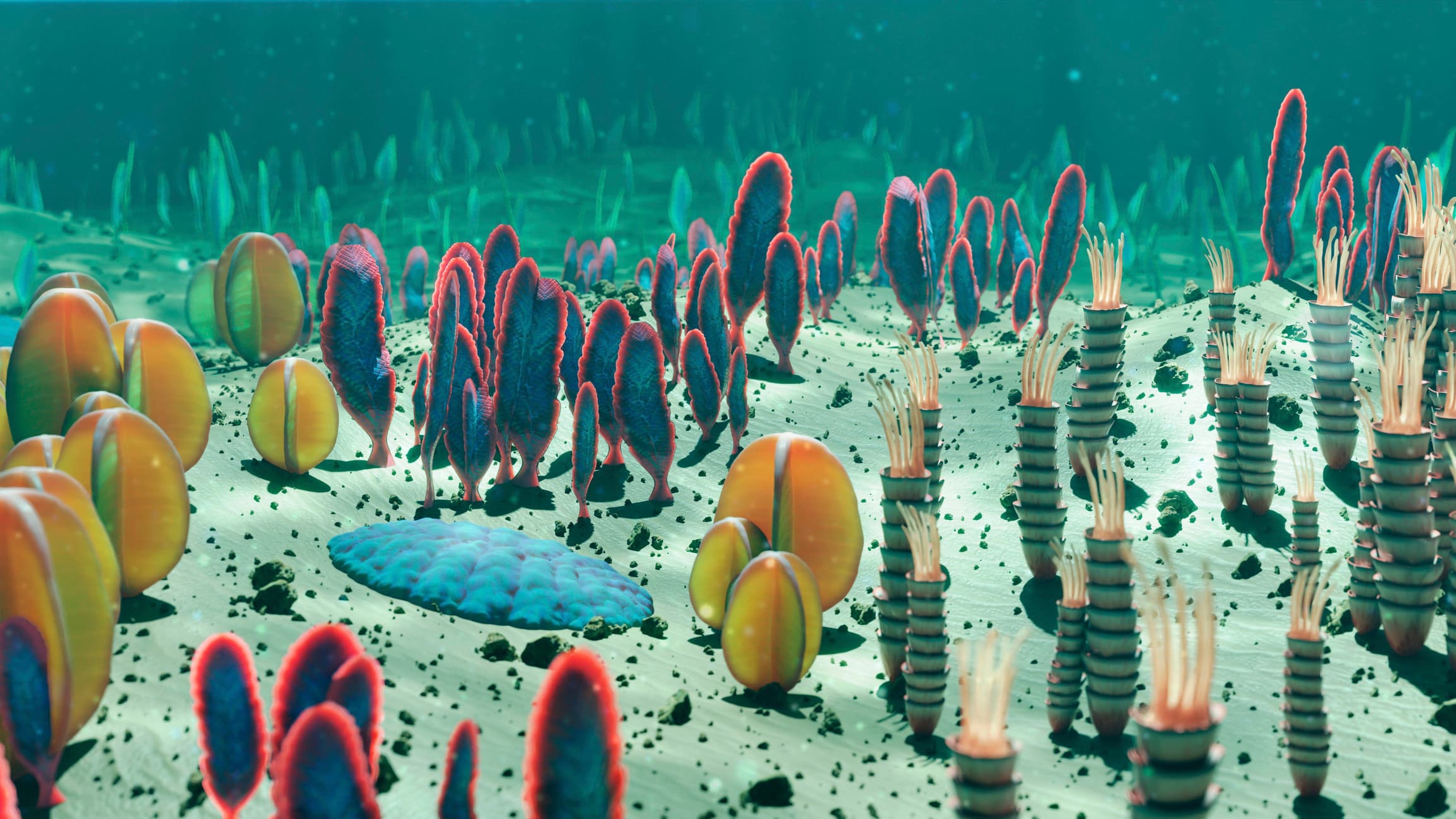 Image of a variety of unfamiliar creatures on the bottom of the ocean.